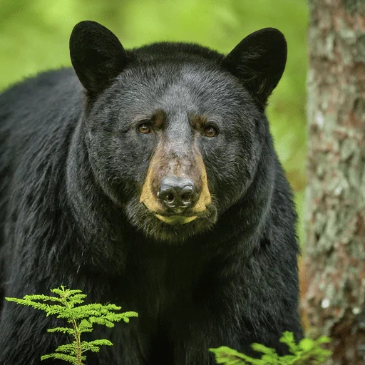 Michigan’s Black Bear Population on the Rise