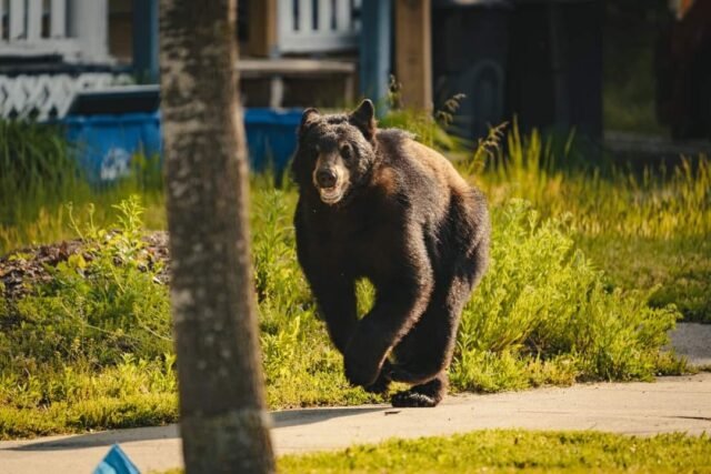 Ludington MI black bear in town