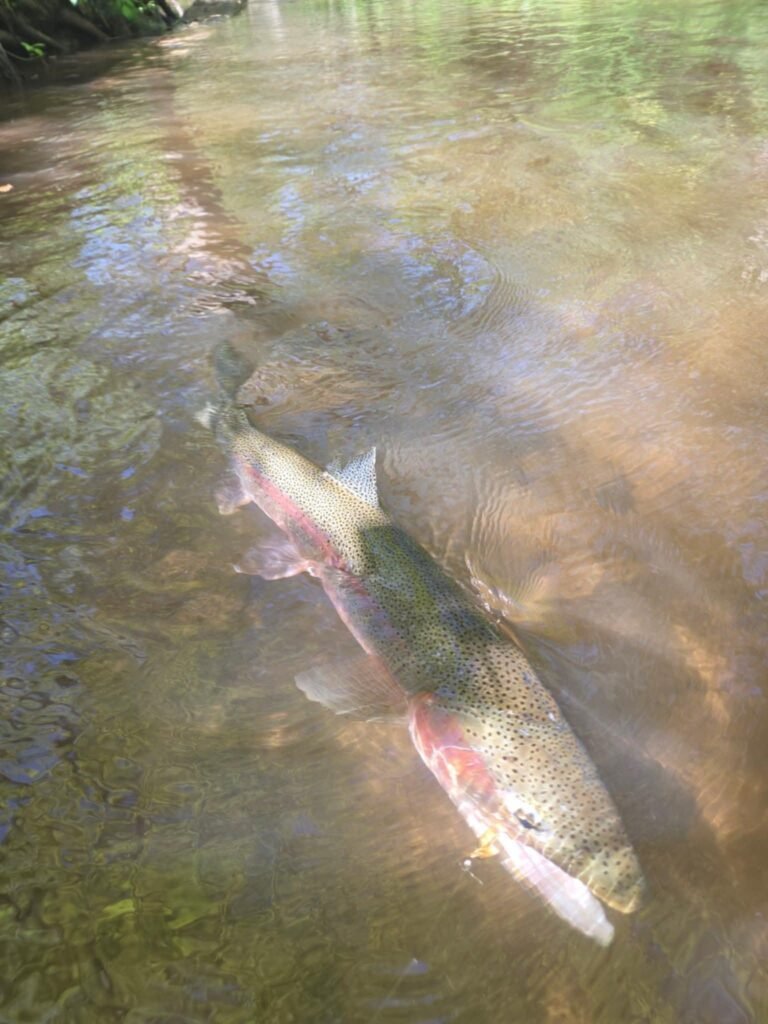 Awesome Michigan rainbow trout still in the stream and hooked with a streamer