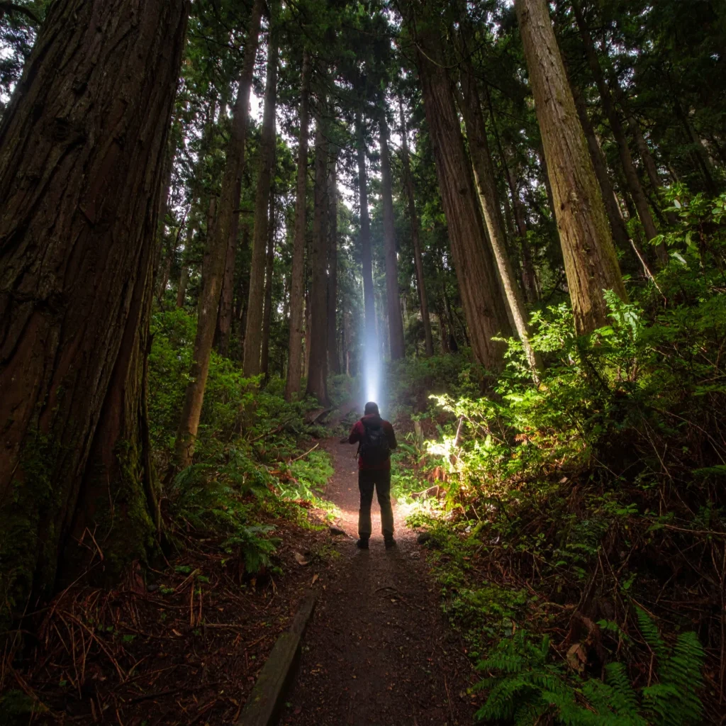 Semi dark forest test image for the best tactical flashlight review 2025 edition.