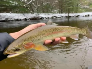 Best steelhead rods tested on the Pere Marquette River — steelhead caught in winter conditions Northern Michigan