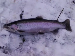 A Pere Marquette River steelhead caught testing the best steelhead rods by JC of Outdoor Tech Lab