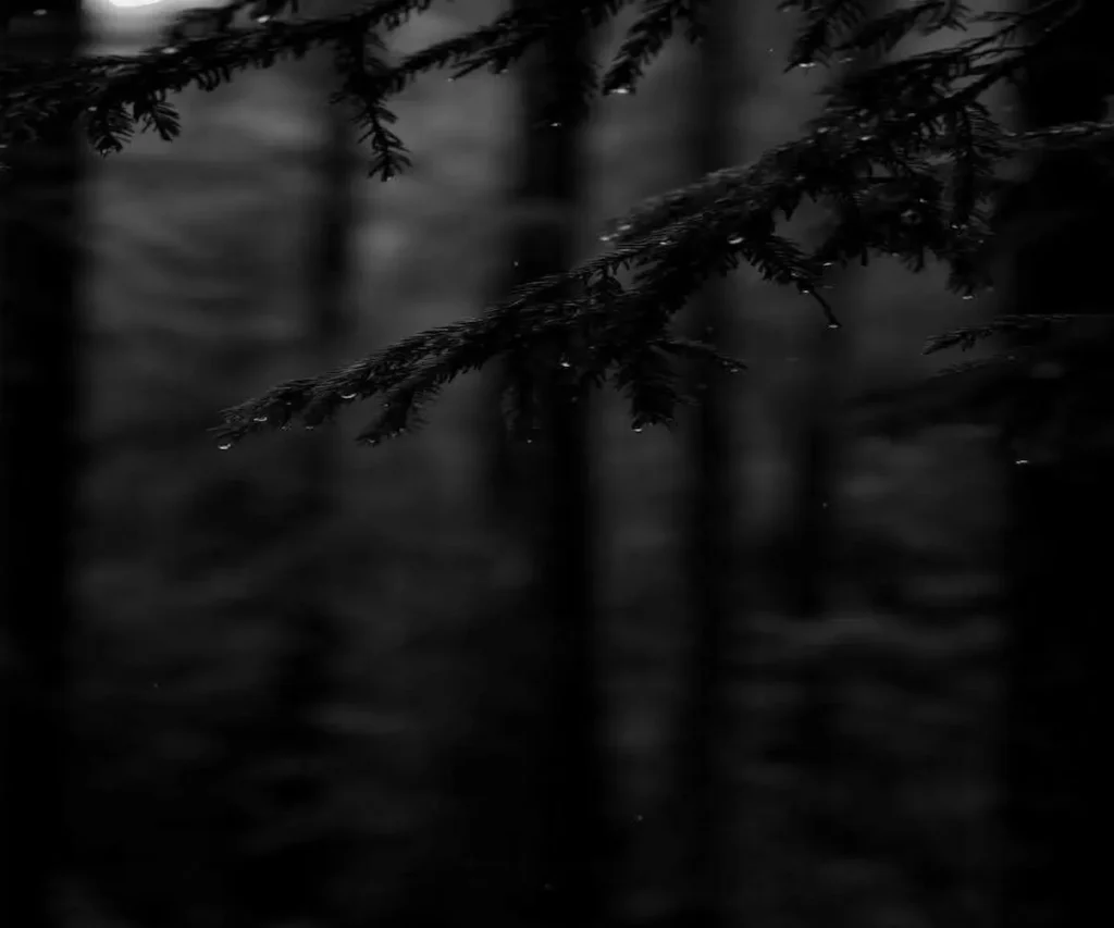 DJI Osmo action 5 pro Outdoor Tech Lab test shot of a pine tree with water droplets